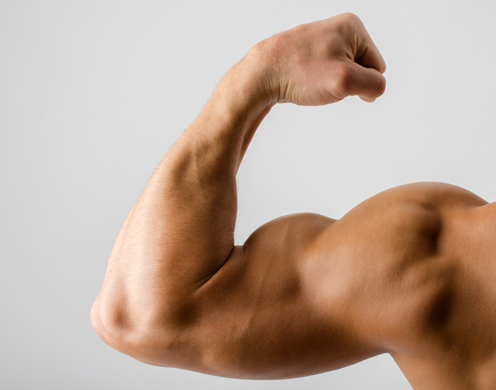 muscle mass