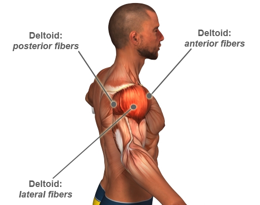Shoulder Muscle Anatomy Shoulder Muscle Anatomy